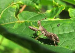 Acholla multispinosa