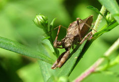 Acholla multispinosa