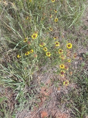 Gaillardia aestivalis