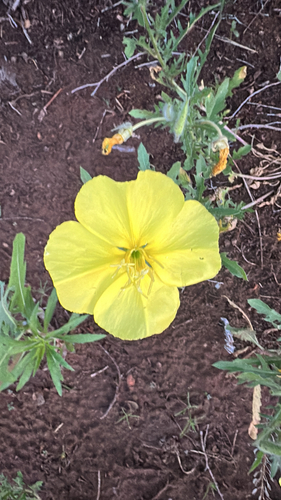 Showy Evening Primrose (Oenothera grandis)
