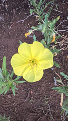 Oenothera grandis, photograph author not stated, no rights reserved