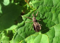 Acholla multispinosa
