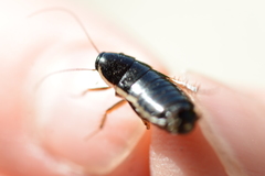 Loboptera decipiens