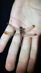 Sympetrum infuscatum