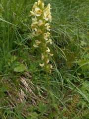 Pedicularis elongata