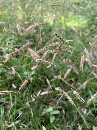 Dactyloctenium australe, photograph 5