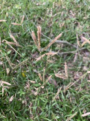 Dactyloctenium australe, photograph 6