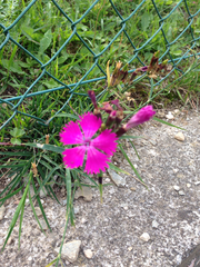 Dianthus seguieri