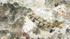Snow's Blenny photo 1