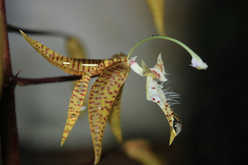 Fly-Bearing Polycycnis