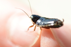 Loboptera decipiens