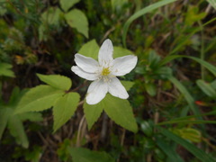 Anemonoides trifolia