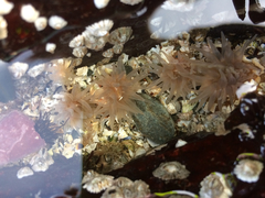 Aulactinia stella
