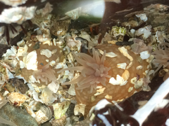 Aulactinia stella