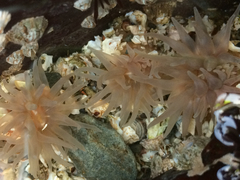 Aulactinia stella