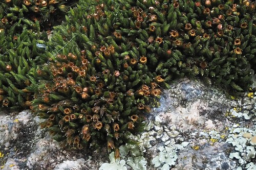 Schistidium confertum observed 2025-05-18