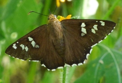 Apyrrothrix araxes