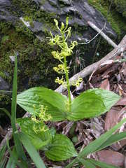 Liparis sootenzanensis