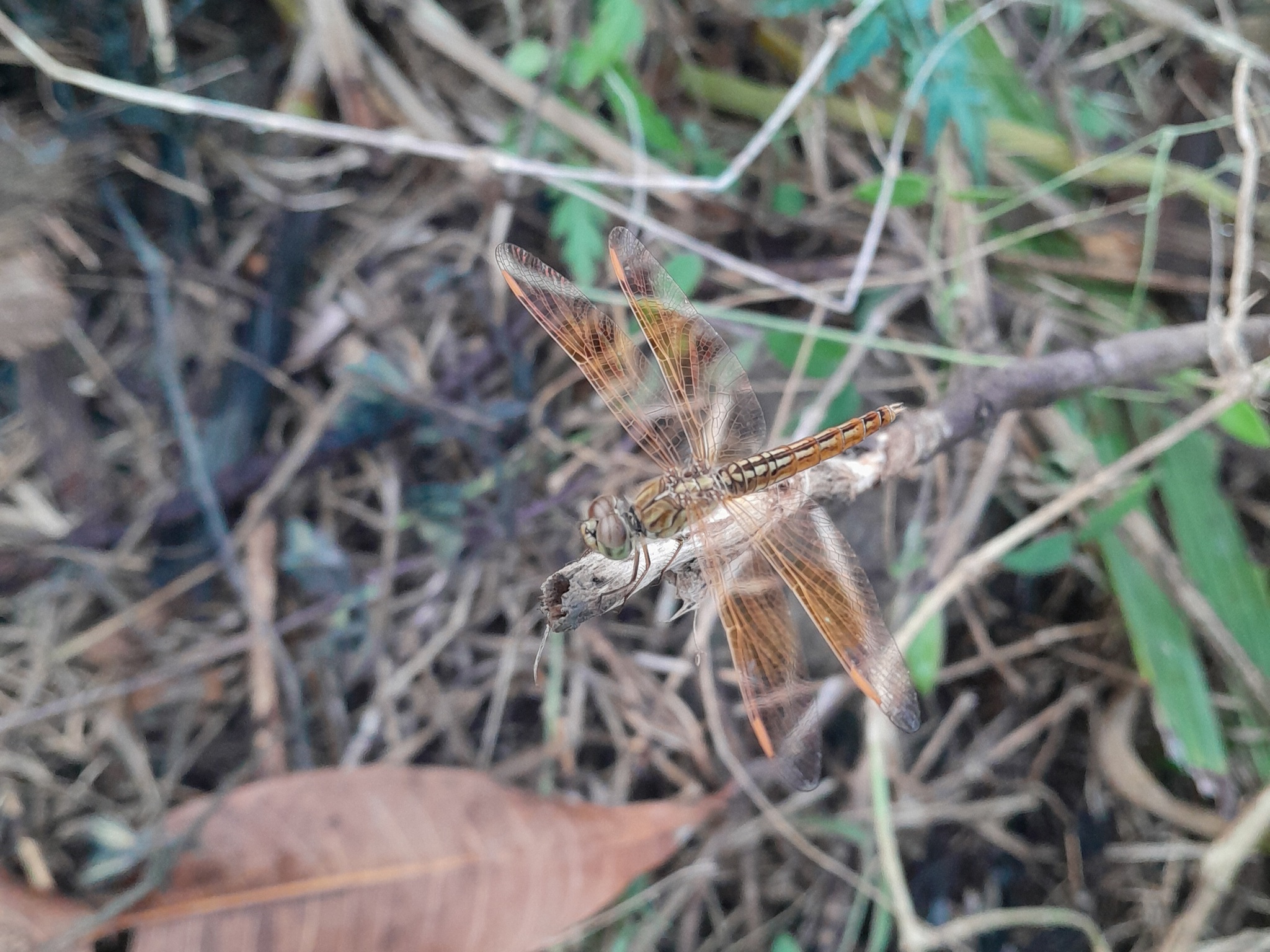 Ditch Jewel
