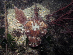 Thysanophrys cirronasus