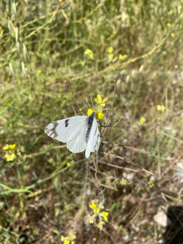 Eastern Dappled White