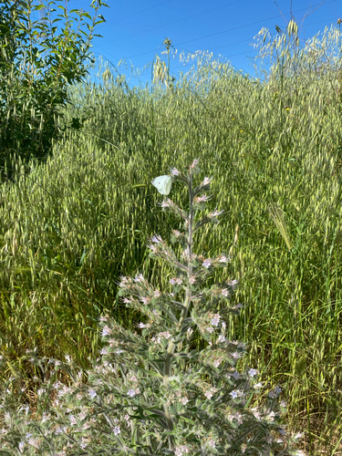Pale Bugloss