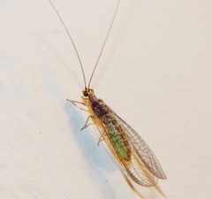 Eremochrysa
