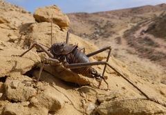 Acanthoplus