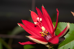 Passiflora coccinea