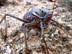 Acanthoplus