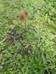 Dipsacus fullonum