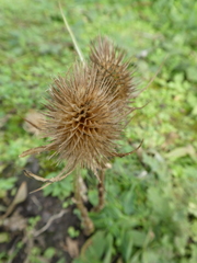 Dipsacus fullonum