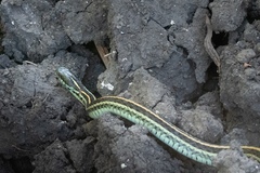 Thamnophis sirtalis annectens