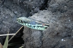 Thamnophis sirtalis annectens