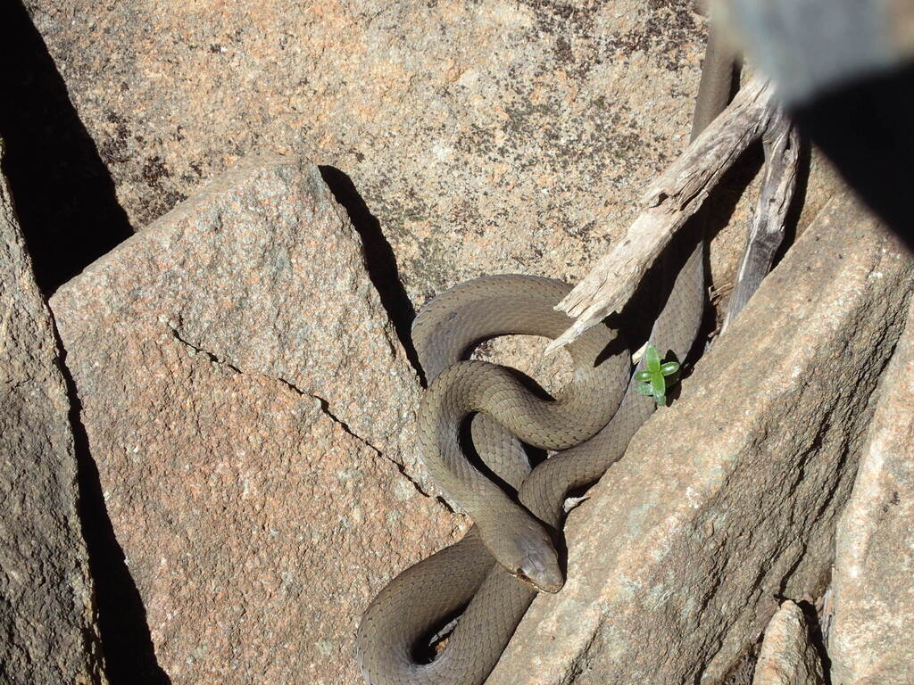White-lipped Snake