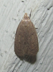 Inga obscuromaculella
