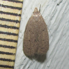 Inga obscuromaculella