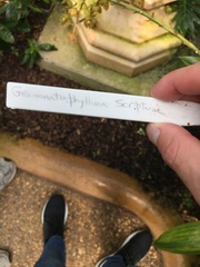 Grammatophyllum scriptum