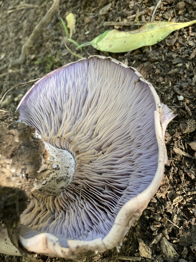 Collybia nuda · May 2025 · photo: © matt_scott_nz (iNaturalist, cc-by)
