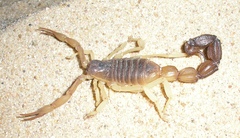 Parabuthus granulatus