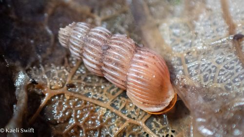Truncatella guerinii observed 2025-04-27