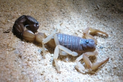 Parabuthus granulatus