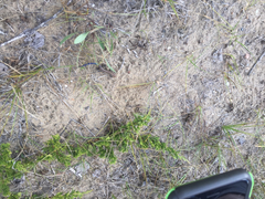 Plestiodon septentrionalis