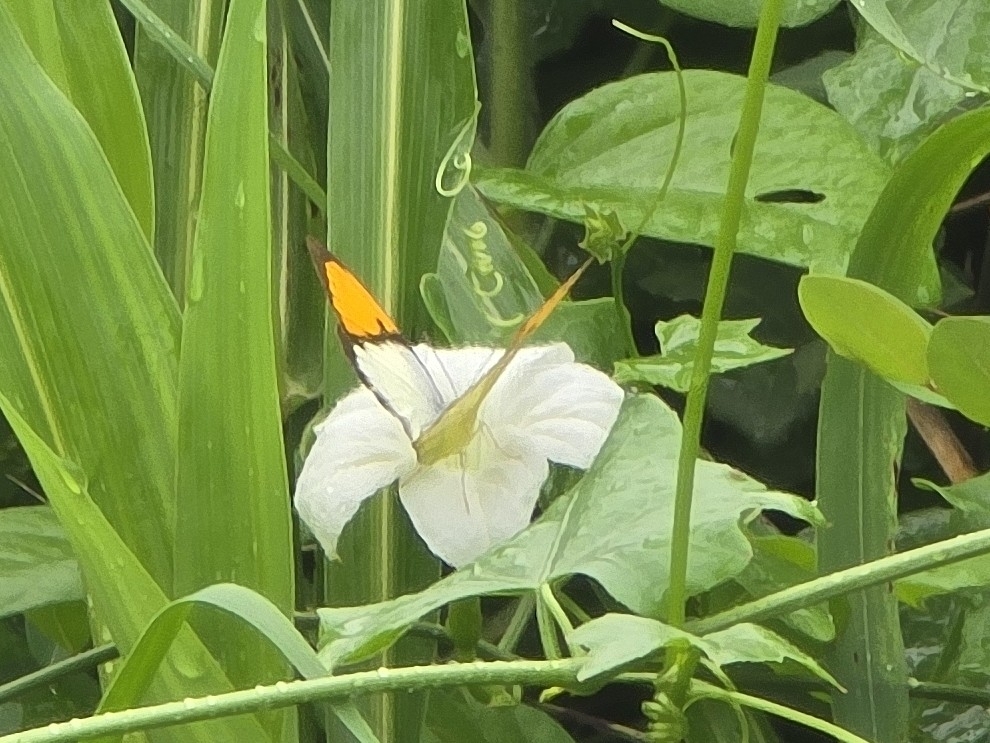 White Orange-Tip