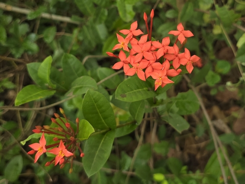 Ixora coccinea