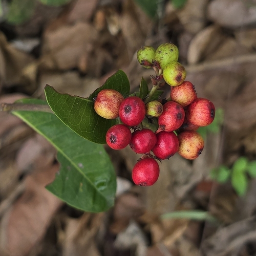 Ixora coccinea