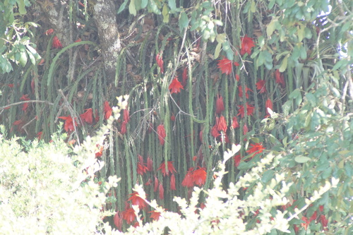 Disocactus speciosus, photograph 4