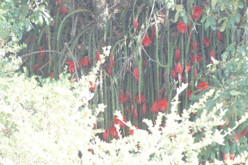 Disocactus speciosus, photograph 6
