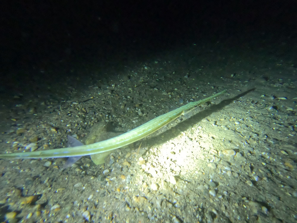 Bluespotted cornetfish