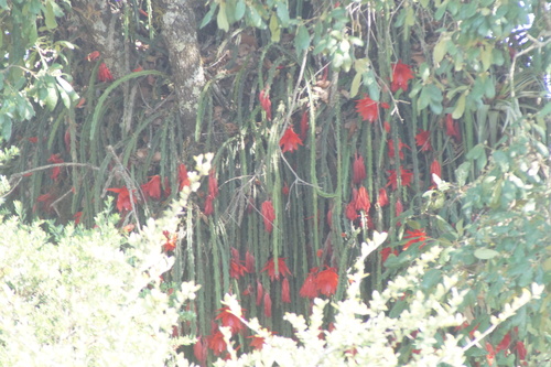 Disocactus speciosus, photograph 5